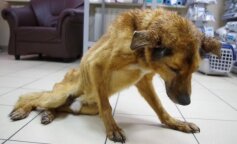 Jakie kary dla osób znęcających się nad zwierzętami? Większość osób uważa, że są za małe