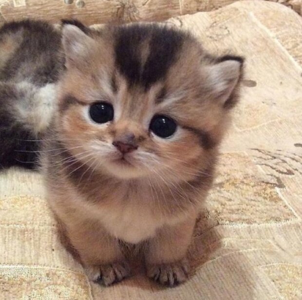 śmieszne dzieci zwierząt