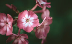 5 gatunków kwiatów ogrodowych, które wyglądają nie gorzej od petunii i, oprócz tego, są mniej kapryśne