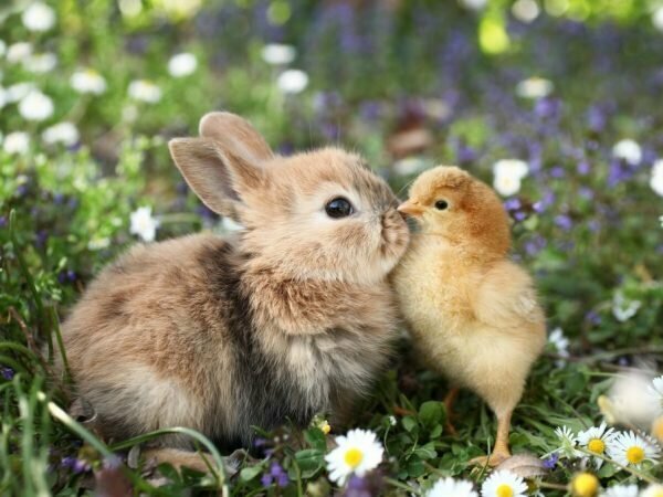 Wiosenny króliczek z kurczaczkiem