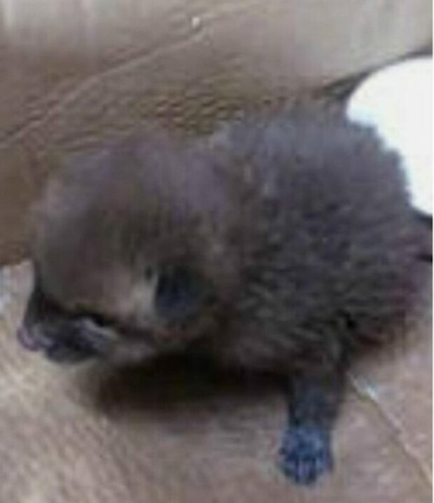 człowiek uratował zwierzę