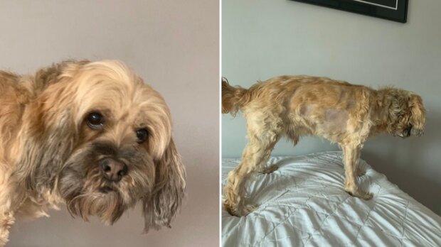 zabawne psie fryzury