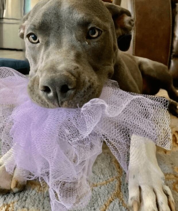 Śmieszne zwierzęta