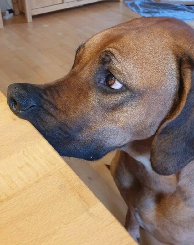 śmieszne psy i koty (foto)