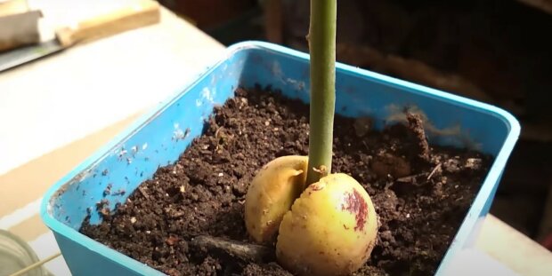 Jak wyhodować awokado,screen YT