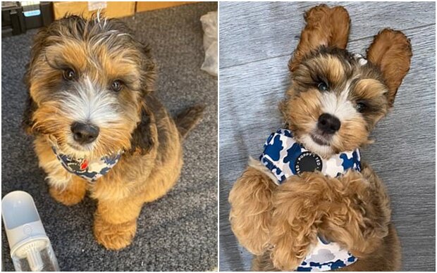 Pies z długimi rzęsami, screen dailymail