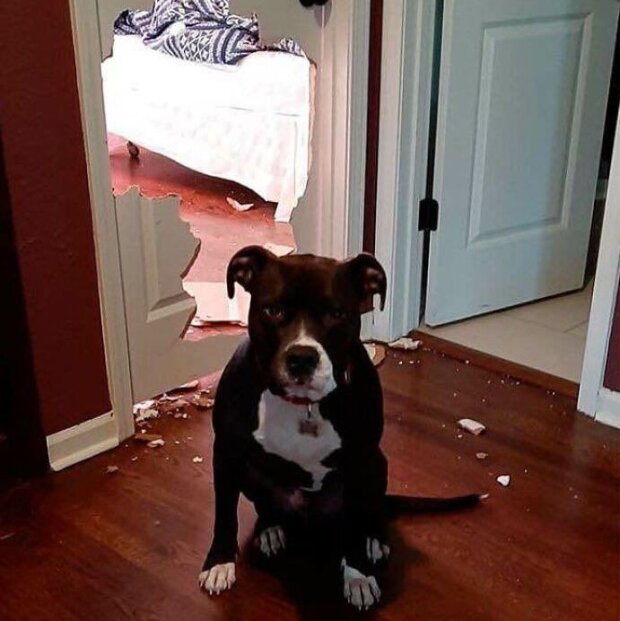 Śmieszne zwierzęta