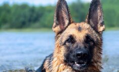 Pies pływał przez 11 godzin za swoim właścicielem. Na szczęście nie pozostał niezauważony. Cud czekał na wszystkich