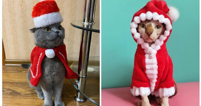 zabawne zdjęcia kotów w świątecznych strojach