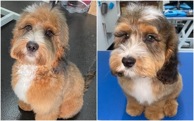 Pies z długimi rzęsami, screen dailymail