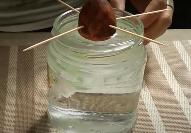 Jak wyhodować awokado,screen YT