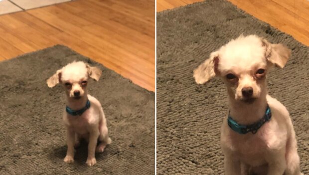 zabawne psie fryzury