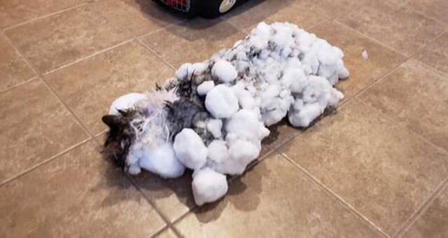 Lekarze ratują kota, który prawie zamarzł w śniegu