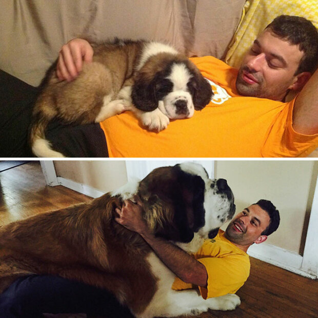 zabawne zdjęcia psów