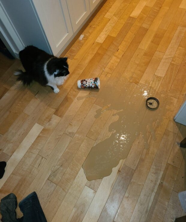 Śmieszne zwierzęta