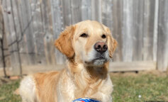 Pies uratował właściciela