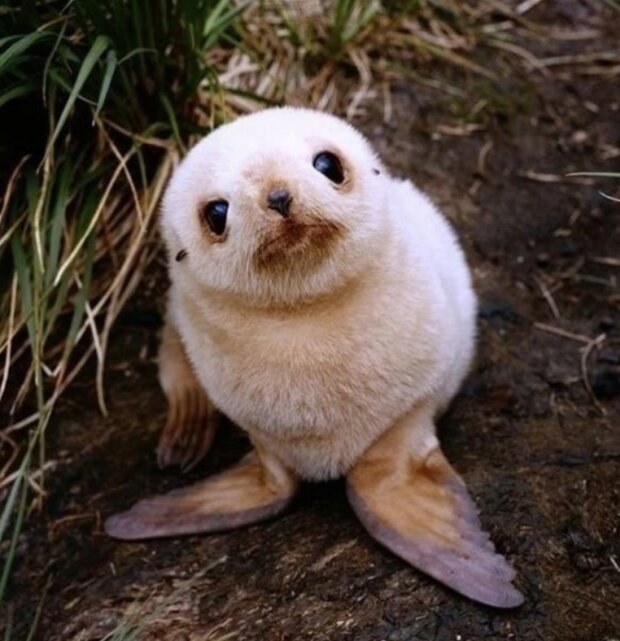 śmieszne dzieci zwierząt