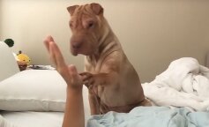 Shar Pei
