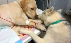 Top 6 niesamowitych zdjęć, które dają nadzieję, że dobro istnieje naprawdę