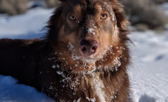 Pies ciągnął za sobą właściciela przez 5 kilometrów, aby nie dać mu zamarznąć