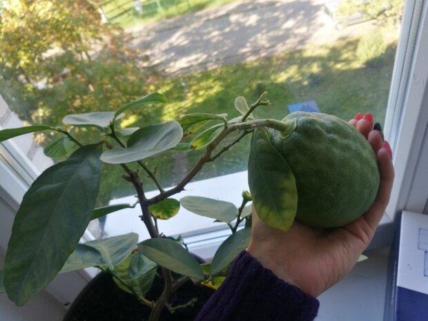 Jak wyhodować awokado,screen YT