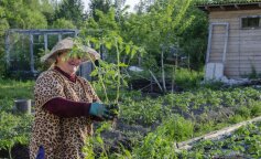 "Nadszedł czas pielenia grządek, ale moja synowa zabrała mi klucze do daczy i nie wpuszcza mnie do ogrodu. Nie rozumiem, dlaczego mi to robi"