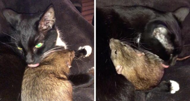 Kot zaprzyjaźnił się ze szczurem i opiekuje się nim jak swoim kociakiem