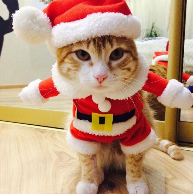 Zabawne zdjęcia kotów