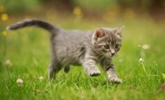 Uratował kociaka podczas ulewy. Akcja reanimacyjna uratowała maluszkowi życie