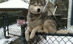 Psy, które zachowują się niczym koty: TOP-10 zachwycających zdjęć