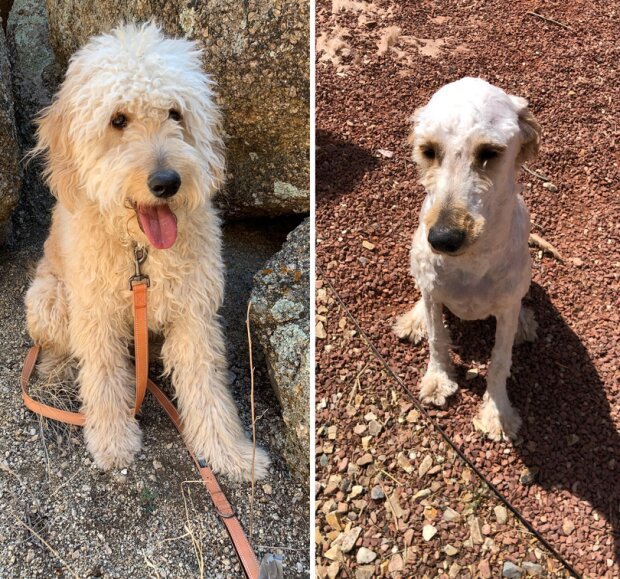 zabawne psie fryzury