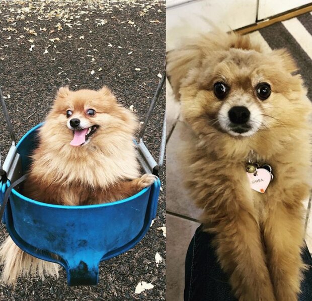 zabawne psie fryzury