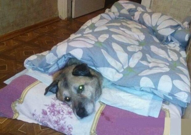 dziewczyna uratowała psa