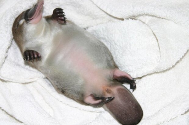 śmieszne dzieci zwierząt