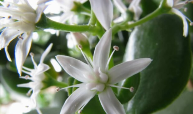 Sekret pielęgnacji grubosza: jak zmusić roślinę do kwitnienia?