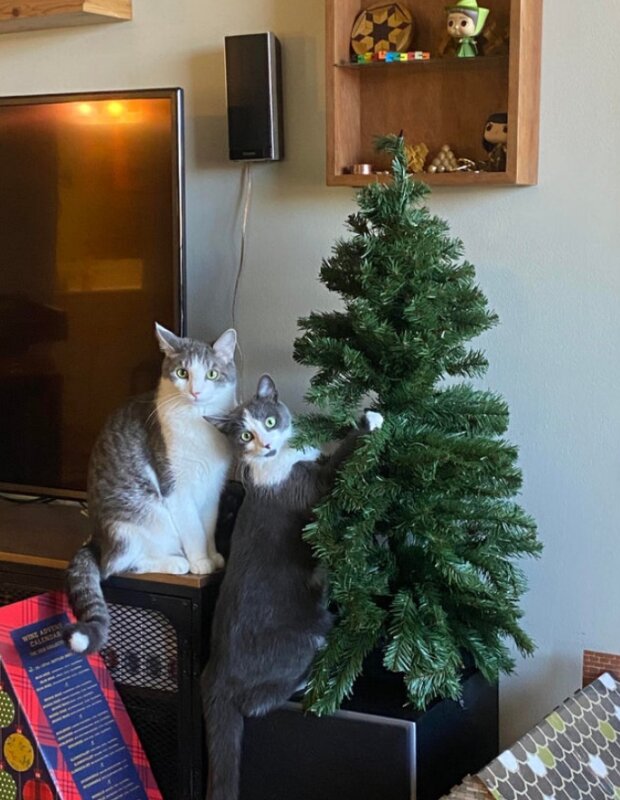 Śmieszne zwierzęta