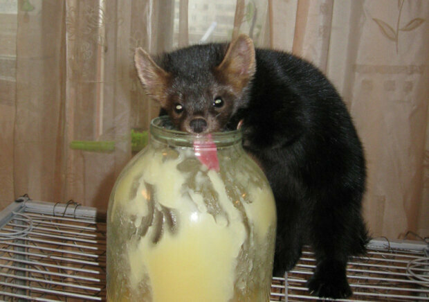 człowiek uratował zwierzę