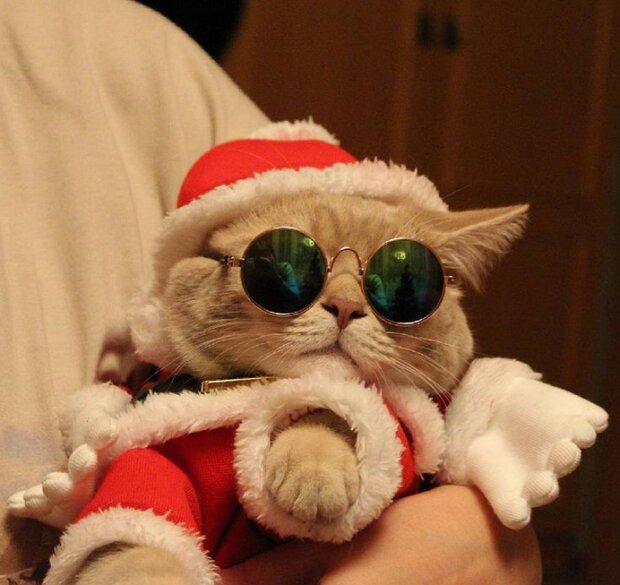 Zabawne zdjęcia kotów