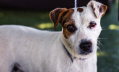 Schronisko dla zwierząt