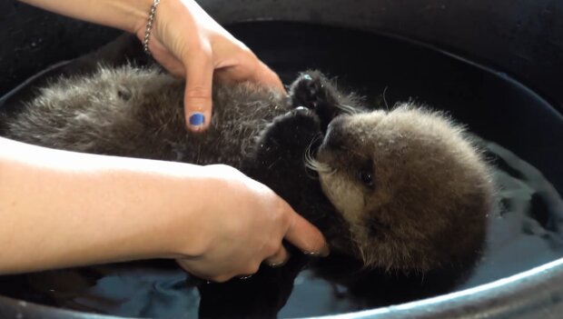 Maleństwo wydry morskiej