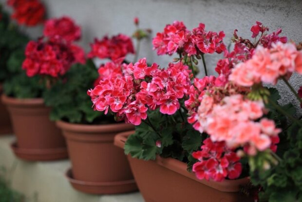 gerania, screen youtube