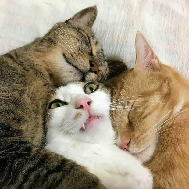 śmieszne psy i koty (foto)