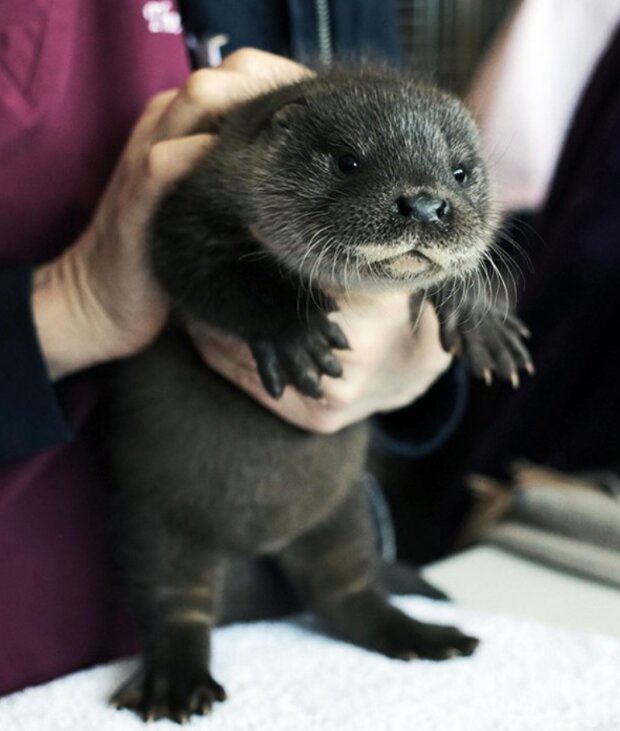 śmieszne dzieci zwierząt
