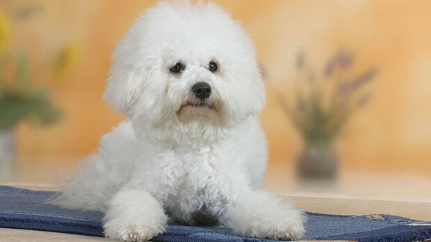 ulubione rasy psów Polaków