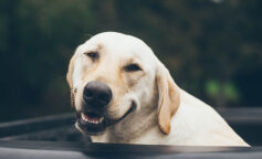 Uzdrowiciele dusz: psy, które potrafią poprawić humor nawet w najbardziej ponury dzień i wywołać uśmiech na Twojej twarzy