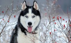 Która rasa psa pasuje do Twojego znaku zodiaku? Oto są najlepsze pary