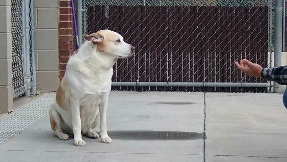 Pies ze schroniska zaczął płakać, gdy rozpoznał stojącą przed nim osobę