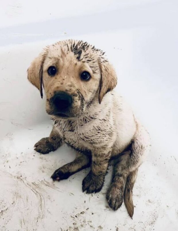 Śmieszne zwierzęta