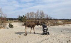 Nietypowe spotkanie z łosiem podczas niedzielnego spaceru