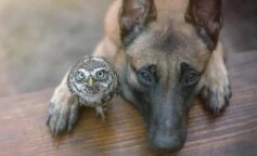 Niesamowita przyjaźń